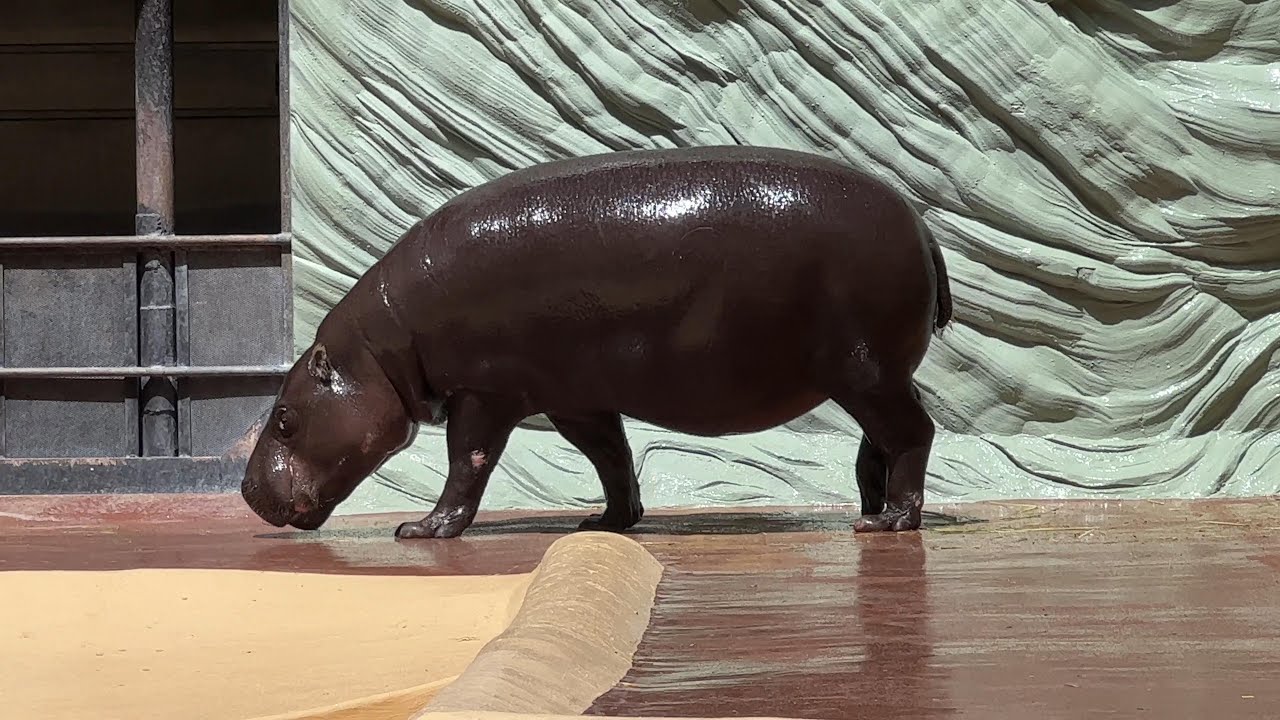 Amazon | PNSO 動物園シーリーズ カバ Mamman カバ Dunkey