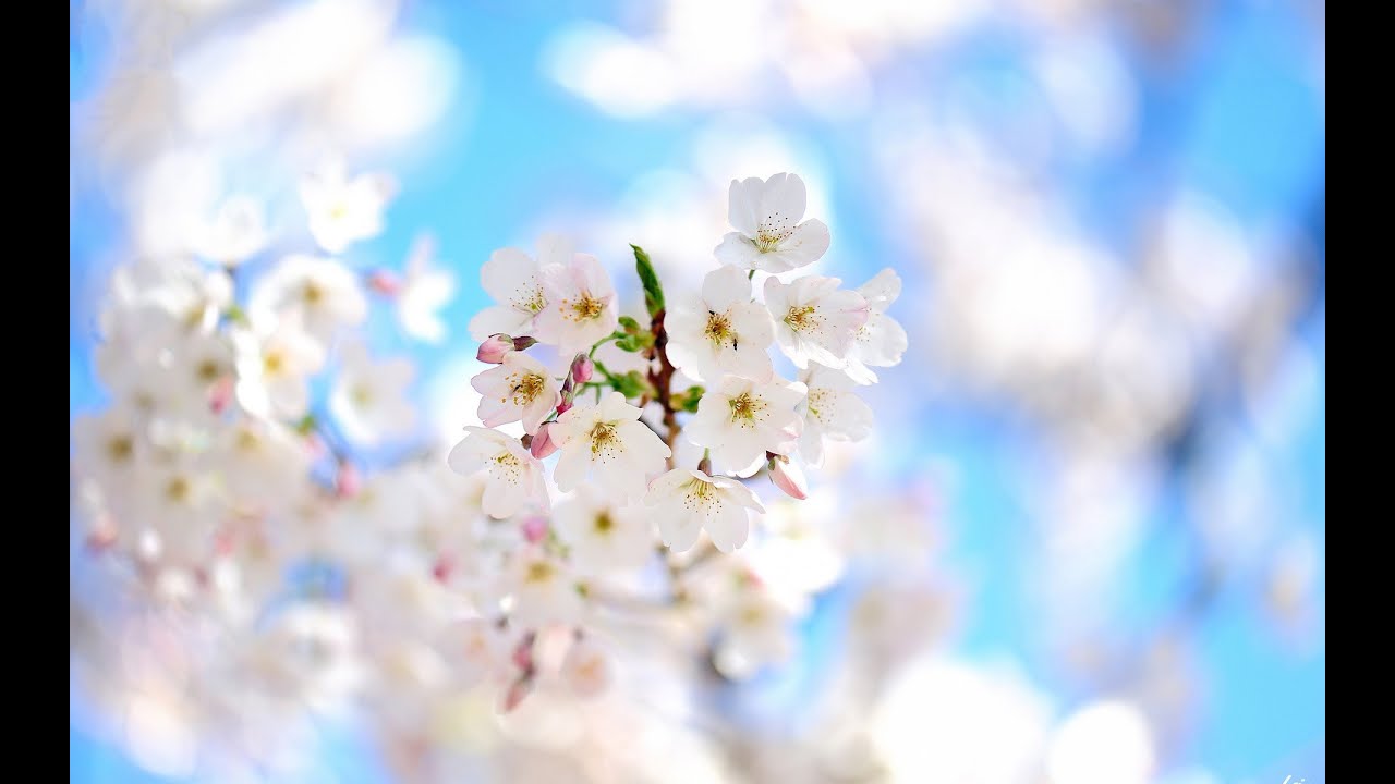 Mehdi - Guiding Light