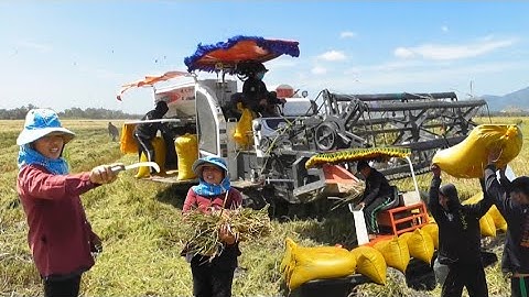 máy cắt 105 binh tóc độ cắt lúa đồng tri tôn công 320K giá lúa quá rẻ 6600₫K tập99# maibangtv