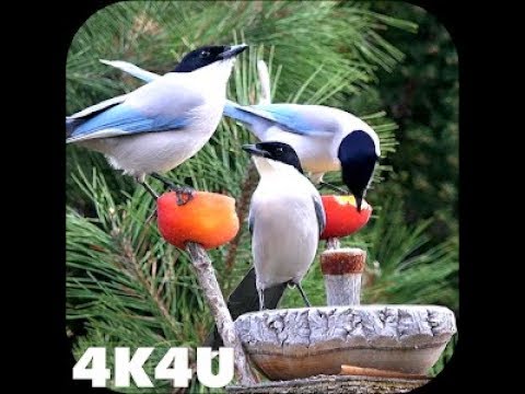 Featured image of post Birds 4K Wallpaper Download - Our app share with you best birds wallpapers screensavers and birds wallpapers.