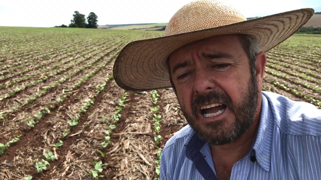 Bom dia uma simples lavoura de feijão safrinha