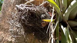 Species Spotlight: Epiphytes