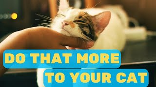 Do That More Often to Your Cat  - 10 Ways to Make Your Cat Happier by Pet in the Net 772 views 7 months ago 4 minutes, 29 seconds