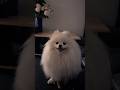 The smile from angel #pomeranian #dog #puppy #cute #pets #cutedog #ポメラニアン #smile #animals #love