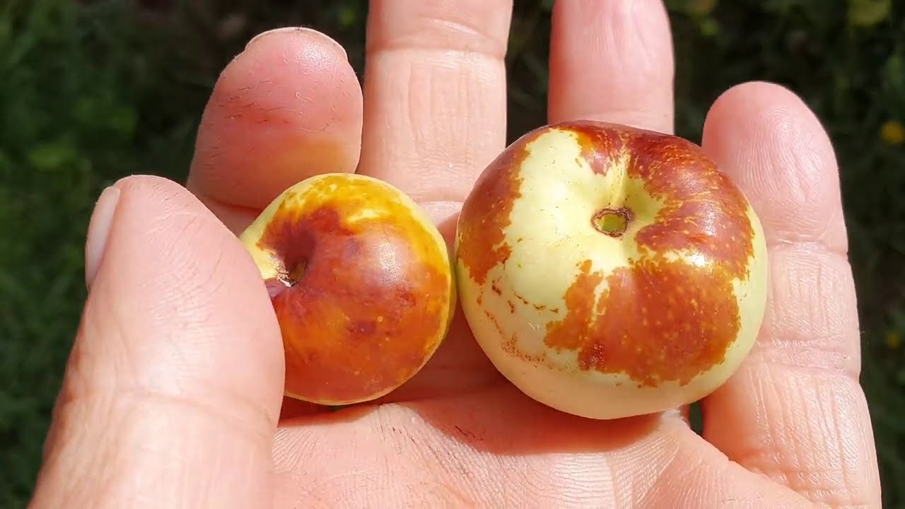 Jujube Are Ready On Chico Tree Largest Fruit In Six Yrs YouTube