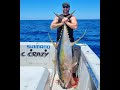 Yellow fin tuna off the manukau