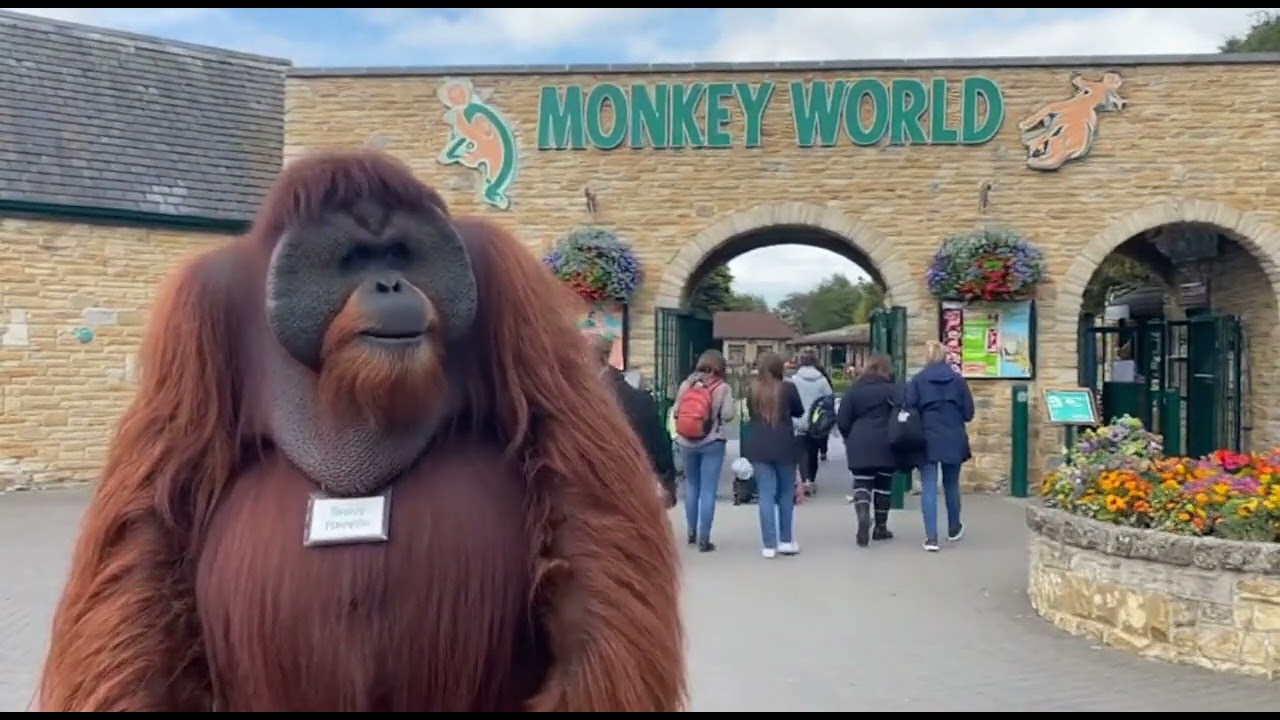 Went to monkey World today to see the lads
