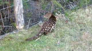 SpottedTailed Quoll's rare appearance at Arthur River, Tasmania Camp Grounds