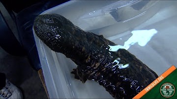 Did You Know? - Tennessee Salamanders