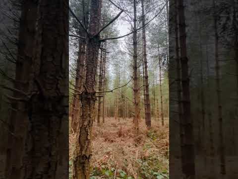 Thetford Forest , Suffolk 🇬🇧 🌳 #nature #relaxing #music #thetford #forest #england