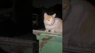 💗Feeding Cats Mecca|кормлю кошек Мекка