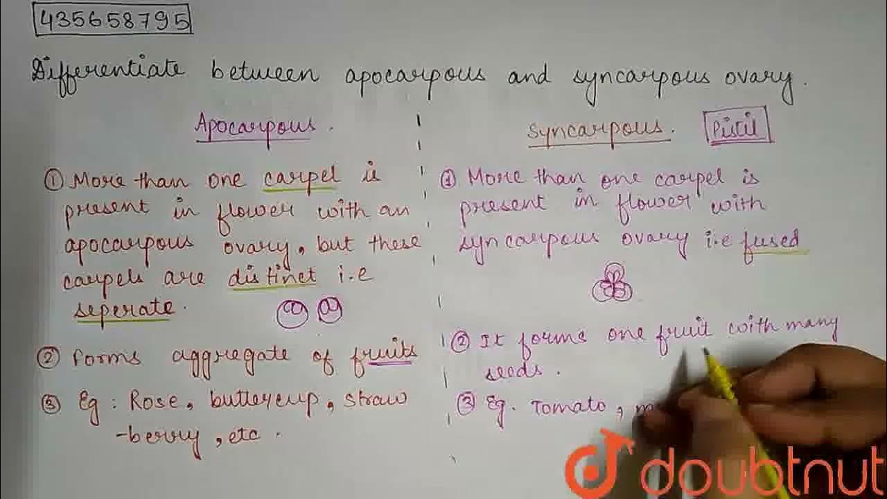 Differentiate between apocarpous and syncarpous ovary. | CLASS 11 ...