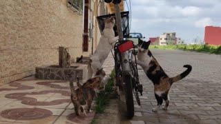 Hungry Cats Reaction When They See My Bike.