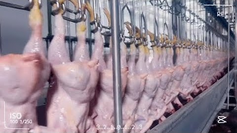 How 10000+ BPH chicken slaughter line works