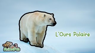 L'Ours Polaire, un grand chasseur mis en danger par la fonte des glaces.