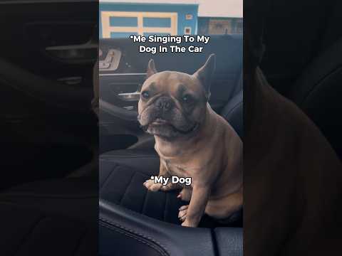 He has no choice.. 🗣️🎶 #dogsofyoutube #terrycrews #frenchbulldog #whitechicks #comedy
