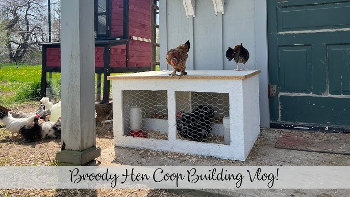 24+ Best Broody Chicken Breeds for Hatching Eggs