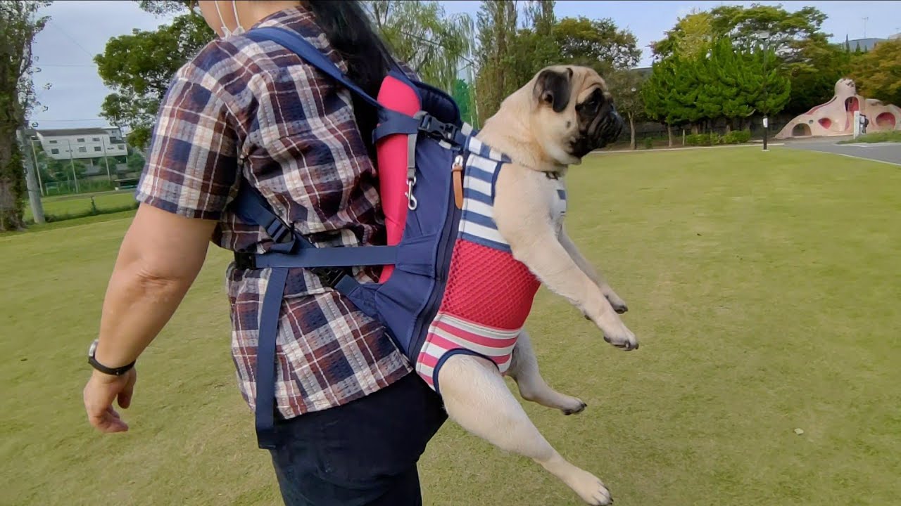 豆腐パスタ Youtube网红频道详情与完整数据分析报告 Noxinfluencer提供支持