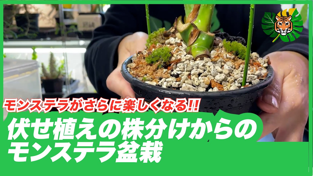 Monstera] Monstera bonsai (bonstera) created from cuttings and