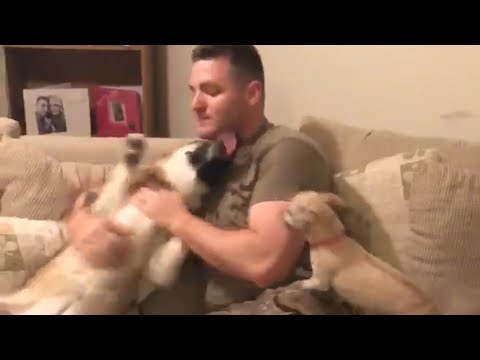 German Shepherd Excitedly Greets Soldier Home