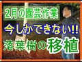 [ガーデニング] 園芸12ヵ月～2月の園芸作業 part1 (落葉樹の移植)～「キャリア29年のプロガーデナーが毎月行う園芸作業」
