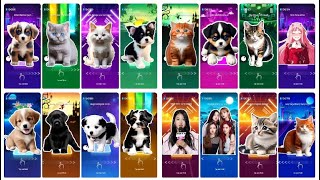 CUTE CATS VS DOG MEGAMIX BLACKPINK | IMAGINE DRAGONS | FIFTY FIFTY | JISOO | SHAKIRA TOCA TOCA danxe