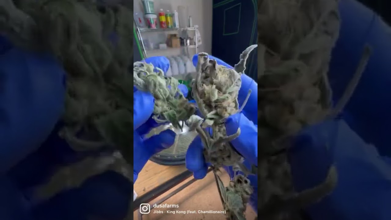 Using Trim Bowl For Strawberry Gorilla Autos from FastBud Genetics