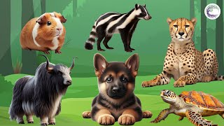 Love Life: Guinea pig, Ferret, Leopard, Buffalo, Dog, Turtle - Animal Sound