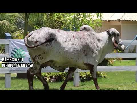 LOTE 28 | BOLIVIA FIV F.  SÃO DOMINGOS | WSD127