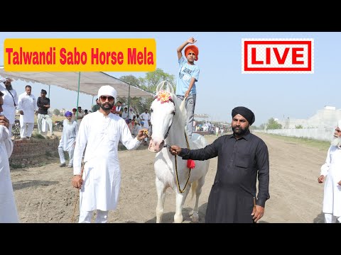 🔴LIVE Talwandi Sabo Horse Mela • ਘੋੜਿਆਂ ਦਾ ਮੇਲਾ LIVE