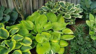 Tips On Growing Giant Hosta.