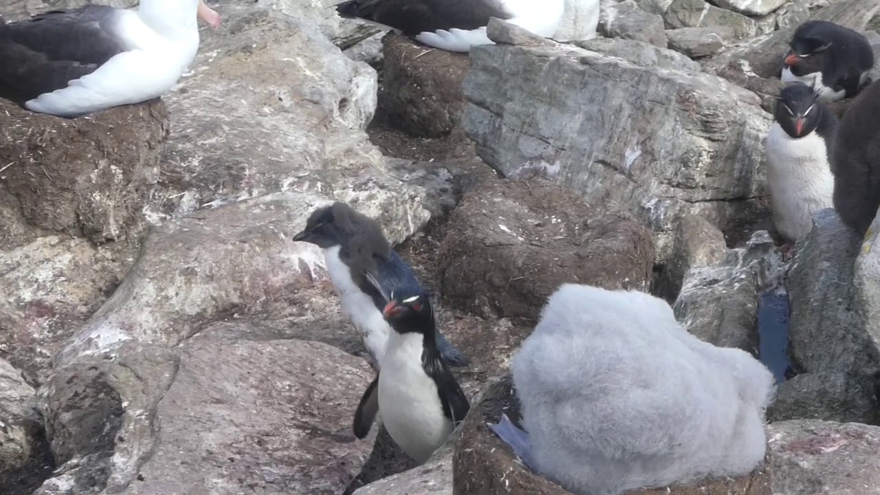 Rockhopper penguins at West Point Island 
