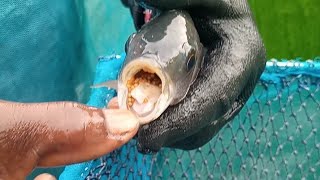 Tilapia production process