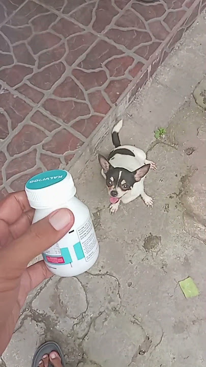 Kalvidog Untuk anjing hamil dan menyusui #chihuahua