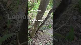 Lemon Tree | How To Make A Lemon Tree Bear Fruits #farmers #tips #lemon #youtubeshorts #youtube