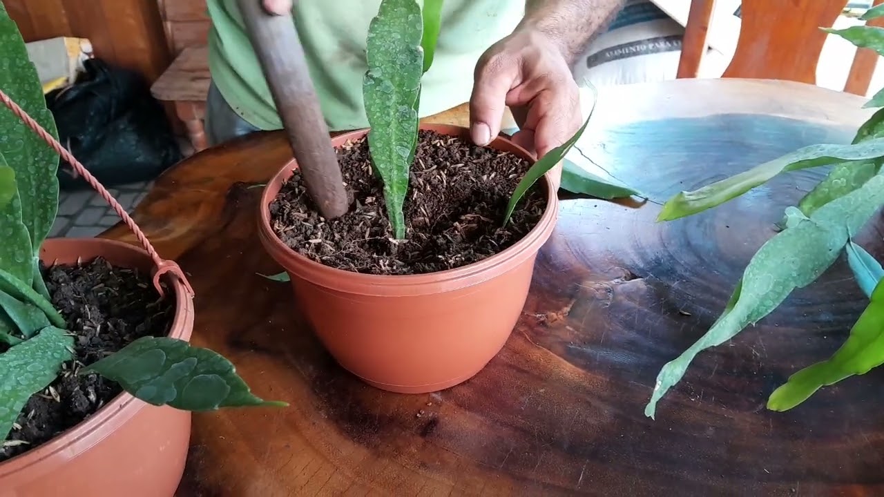 Como reproducir la planta  Dama De Noche ( Epiphillum Pumilum)