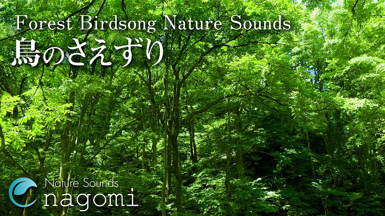 【ASMR自然音】鳥のさえずり Nature Sounds｜勉強・作業用BGM・睡眠用BGM｜癒し｜自然音で快眠・鳥の声でリラックス