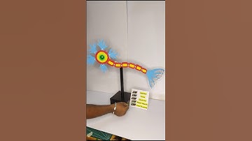 Neuron structure working model | biology project #scienceproject #biology #science