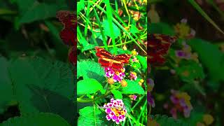 #828 El increíble GPS biológico de las mariposas monarca: ¿Cómo se orientan?