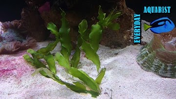 #2 Planted Marine Macro Algae Lagoon Aquarium | D&D Reef Pro 1200