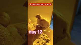 🐣 Quail Chick | Day 1 to Day 20 #viralreels #farming #sorts
