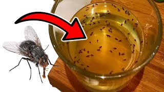 How to Get Rid of Houseflies at Home Naturally (10 EFFECTIVE SOLUTIONS)