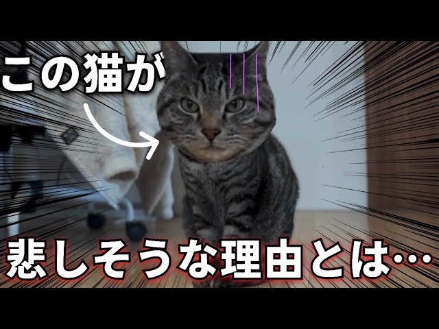 いつでも一緒！ 手乗りサイズのお猿さん・ピザトルの魅力🍕【PECO TV