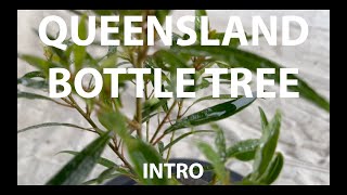 Queensland Bottle Tree Bonsai from Store - Intro September 2023