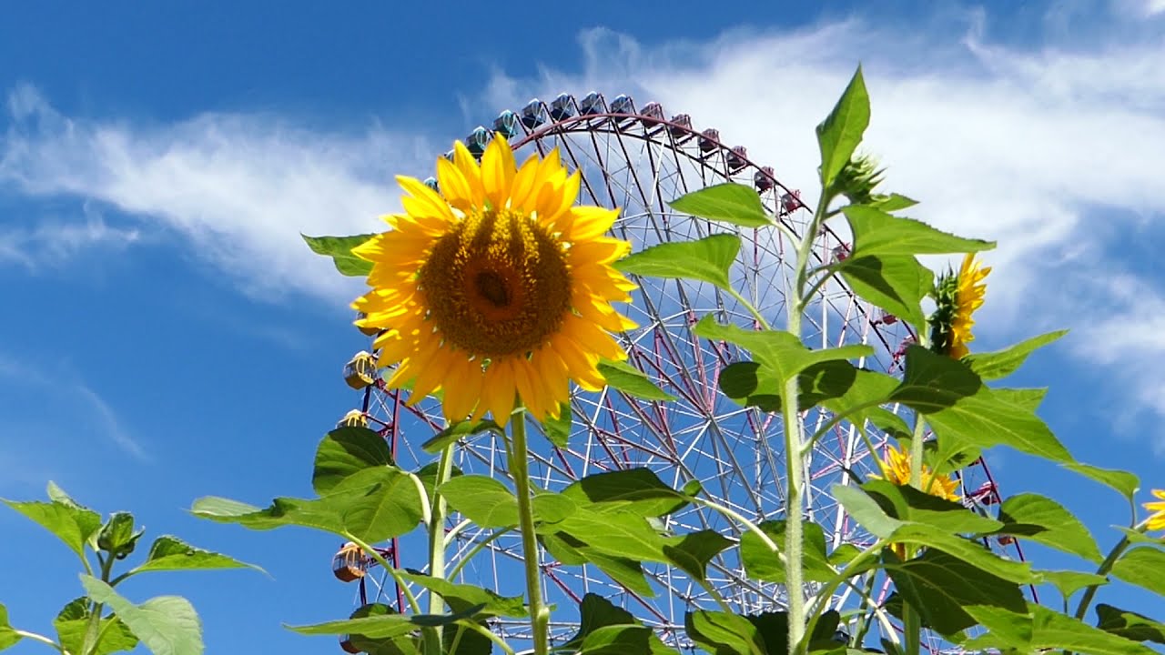 プロフィール - はるかのひまわり絆プロジェクト