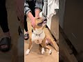 Tater Tot video