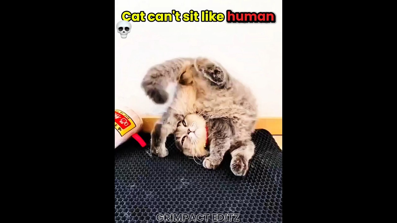 Cat's can't sit like human..really💀☠️| 