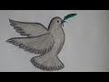 How to draw pigeon