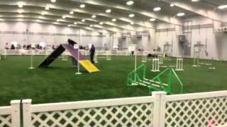 Skittles & Zena AKC FAST Class