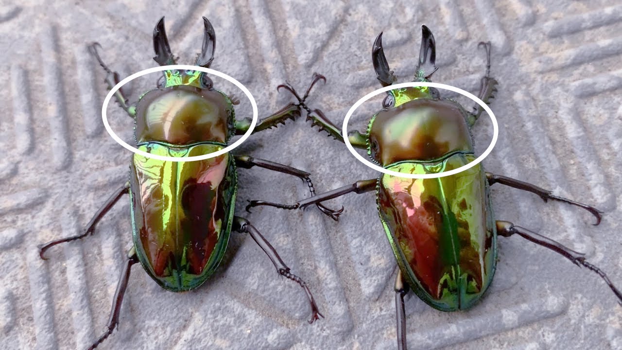 ピカール血統のツヤ比較（強艶と弱艶）ニジイロクワガタ RTN本家 - YouTube